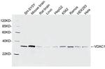 VDAC1 Antibody in Western Blot (WB)