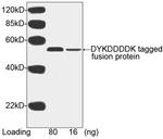 DYKDDDDK Tag Antibody in Western Blot (WB)