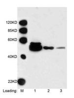 DYKDDDDK Tag Antibody in Western Blot (WB)