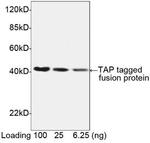 TAP-tag Antibody in Western Blot (WB)