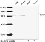Blimp-1 Antibody in Western Blot (WB)