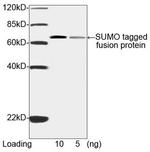SUMO-tag Antibody in Western Blot (WB)