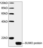 SUMO-tag Antibody in Western Blot (WB)