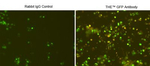 GFP Antibody in Immunocytochemistry (ICC/IF)