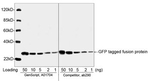 GFP Antibody in Western Blot (WB)