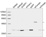 GFP Antibody in Western Blot (WB)