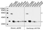 GFP Antibody in Western Blot (WB)