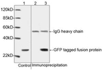 GFP Antibody in Western Blot (WB)