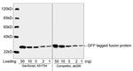 GFP Antibody in Western Blot (WB)