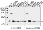 GFP Antibody in Western Blot (WB)