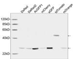 GFP Antibody in Western Blot (WB)