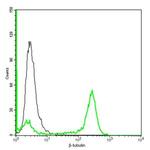 beta-tubulin Antibody in Flow Cytometry (Flow)