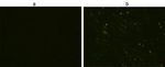 V5 Tag Antibody in Immunocytochemistry (ICC/IF)