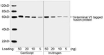 V5 Tag Antibody in Western Blot (WB)