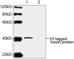 V5 Tag Antibody in Western Blot (WB)