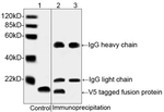 V5 Tag Antibody in Western Blot (WB)