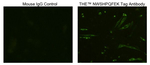 NWSHPQFEK Tag Antibody in Immunocytochemistry (ICC/IF)