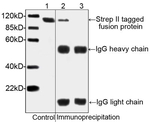 NWSHPQFEK Tag Antibody in Western Blot (WB)