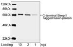 NWSHPQFEK Tag Antibody in Western Blot (WB)