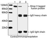 NWSHPQFEK Tag Antibody in Western Blot (WB)