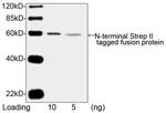 NWSHPQFEK Tag Antibody in Western Blot (WB)