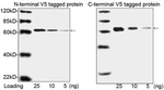 V5 Tag Antibody in Western Blot (WB)