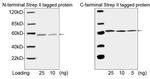 NWSHPQFEK Tag Antibody in Western Blot (WB)