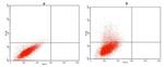 Avi Tag Antibody in Flow Cytometry (Flow)