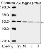 Avi Tag Antibody in Western Blot (WB)
