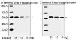 NWSHPQFEK Tag Antibody in Western Blot (WB)