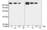 PEG Antibody in Western Blot (WB)