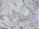 PEG Antibody in Immunohistochemistry (Paraffin) (IHC (P))