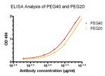 PEG Antibody in ELISA (ELISA)