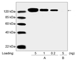 PEG Antibody in Western Blot (WB)