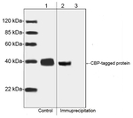 CBP Tag Antibody in Western Blot (WB)