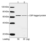 CBP Tag Antibody in Western Blot (WB)