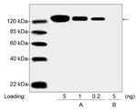 PEG Antibody in Western Blot (WB)