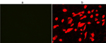 His Tag Antibody in Immunocytochemistry (ICC/IF)