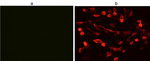 V5 Tag Antibody in Immunocytochemistry (ICC/IF)