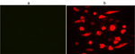 DYKDDDDK Tag Antibody in Immunocytochemistry (ICC/IF)