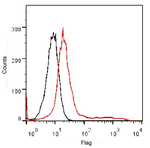 DYKDDDDK Tag Antibody in Flow Cytometry (Flow)
