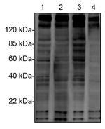Phosphotyrosine Antibody in Western Blot (WB)