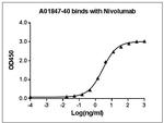 Nivolumab Antibody in ELISA (ELISA)