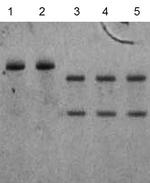 Hot Start Taq Antibody in Functional Assay (Functional)