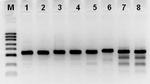 Hot Start Taq Antibody in Functional Assay (Functional)