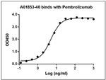 Pembrolizumab Antibody in ELISA (ELISA)