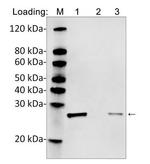 His Tag (C-term) Antibody in Western Blot (WB)
