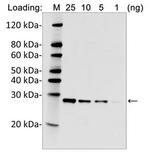 His Tag (C-term) Antibody in Western Blot (WB)