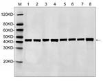 Beta Actin Antibody in Western Blot (WB)