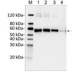DYKDDDDK Tag Antibody in Western Blot (WB)